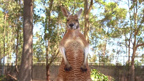 A-standing-red-kangaroo,-macropus-rufus-staring-at-the-camera,-close-up-shot-of-Australian-native-wildlife-species