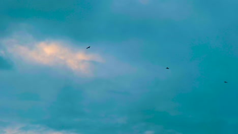 Pallas-águila-Pescadora-Carnívoro-Pájaro-Carroñero-En-El-Cielo-Azul-Volando-Libre