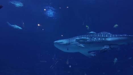 Un-Tiburón-Ballena-Nada-En-Un-Acuario-Con-Otros-Peces