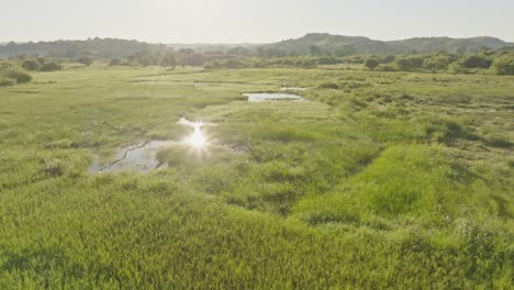 Low-angle-aerial-view-of-green-rice-paddy-meadow-during-sunrise,-with-sun-reflection-in-water