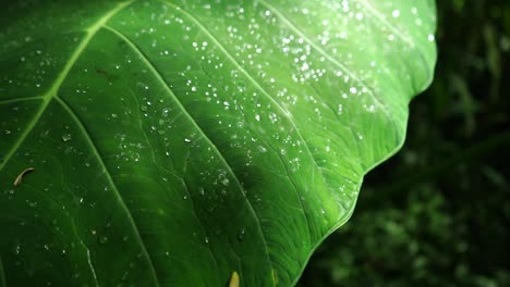 Die-Grünen-Blätter-Der-Elefantenohrpflanze-Oder-Taroblätter-Mit-Wassertropfen-Im-Tropischen-Wald