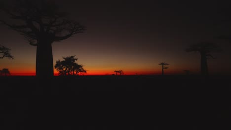 Schwarze-Silhouette-Der-Baobab-Bäume-In-Der-Baobab-Allee-In-Madagaskar-Nach-Sonnenuntergang-Mit-Orangefarbenem-Himmel