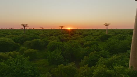 Puesta-De-Sol-En-El-Antiguo-Y-Hermoso-Bosque-De-Baobabs-En-Madagascar-Al-Atardecer