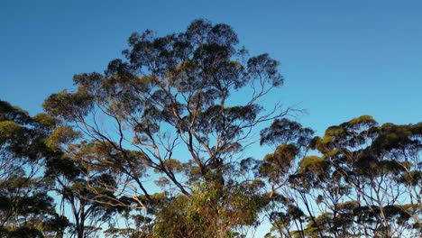 Salmon-Gum-Forest-Oder-Eukalyptus-Salmonophloia-Bäume,-Westaustralien