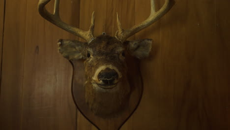 Montaje-De-Taxidermia-De-Cabeza-De-Venado-De-Cola-Blanca-En-Una-Pared-De-Madera-Antigua,-Frontal-Recto