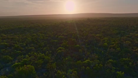 Bosque-De-árboles-Con-Sol-Brillante-En-El-Fondo,-Parque-Nacional-Jaragua,-República-Dominicana