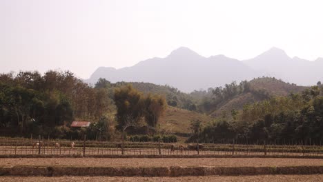 rice-farm-and-fields-in-the-mountain-town-of-Nong-Khiaw-in-Laos,-Southeast-Asia