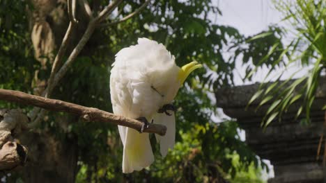 White-cockatoo-or-umbrella-cockatoo-with-yellow-crest-perched-on-tree-branch