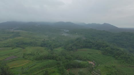 Aerial-view-of-of-green-agricultural-field-in-Indonesian-countryside