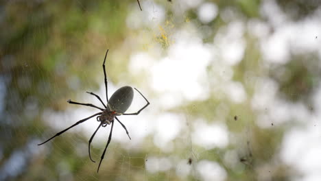 Riesenspinne-(Nephila-Pilipes),-Goldene-Radnetzspinne,-Sitzt-Auf-Netz-Im-Wald,-Spinnentier