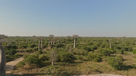 Aerial-drone-clip-of-unique-old-Baobab-tree-forest