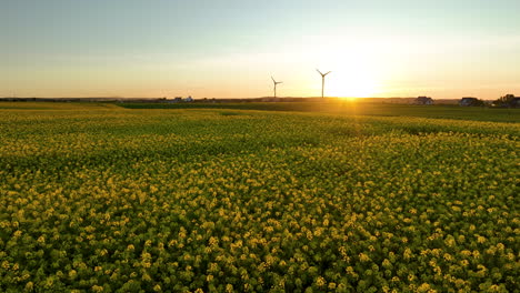 Yellow-blooming-field-with-wind-turbines-at-sunset,-golden-light,-vast-and-serene