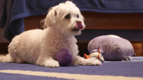 Süßer-Bichon-Hund-Liegt-Mit-Seinem-Spielzeug-Auf-Dem-Blauen-Teppich