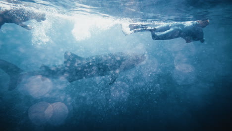 Unterwasserfotografen-Schwimmen-In-Zeitlupe-Neben-Walhaien-An-Der-Wasseroberfläche