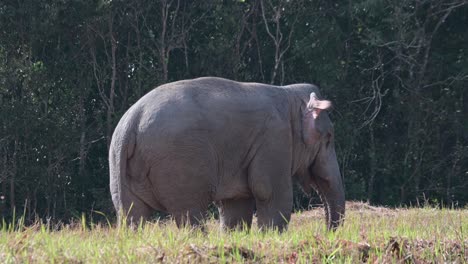 Camera-zooms-out-while-this-giant-is-feeding-bring-food-to-its-mouth-with-its-trunk,-Indian-Elephant-Elephas-maximus-indicus