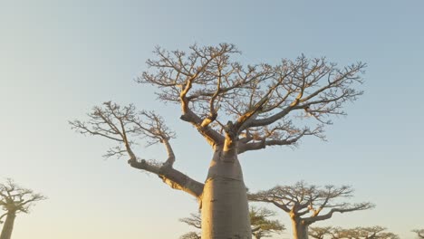 Corona-De-Adansonia-Za---árbol-Baobab-Endémico-En-Madagascar-Al-Atardecer