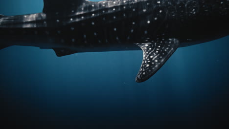 Closeup-detailed-view-of-sparkling-light-across-dark-grey-whale-shark-body