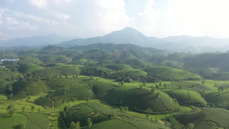 Aerial-view-of-Long-Coc-tea-hill,-Vietnam