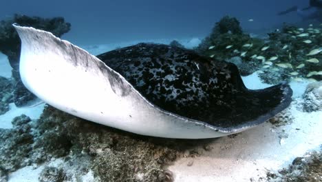 Close-up-shot-of-big-black-spotted-sting-ray-lying-on-sand-in-Mauritius-Island