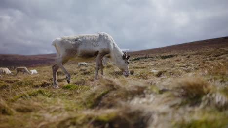 Reindeer-graze-on-the-hills-of-the-Cairngorm-in-Scotland