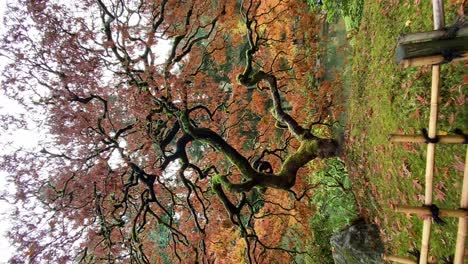 Beautiful-japanese-maple-tree-with-red-and-orange-leaves