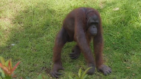 Slow-motion-of-Orangutan-on-meadow-grass.-Handheld