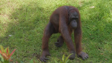 Cámara-Lenta-De-Orangután-Sobre-Hierba-De-Pradera.-Mano