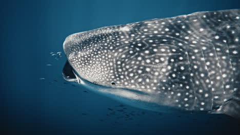 Whale-shark-gently-opens-mouth-as-fish-swim-forward-to-clean,-front-sideview-close-up