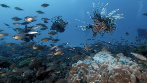 Three-lionfish-swimming-over-coral-reef-with-glassfish-and-scuba-divers-in-the-background