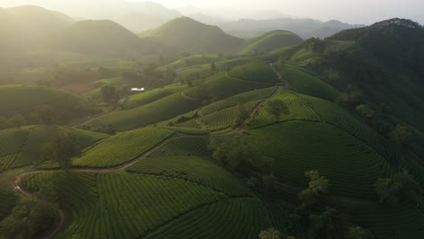 Aerial-view-of-Long-Coc-tea-hill,-Vietnam