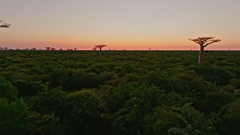 Einzigartige-Endemische-Baobab-Bäume-In-Madagaskar-Nach-Sonnenuntergang