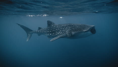 Whale-shark-with-mouth-open-filter-feeding-as-it-swims-at-ocean-surface,-full-body