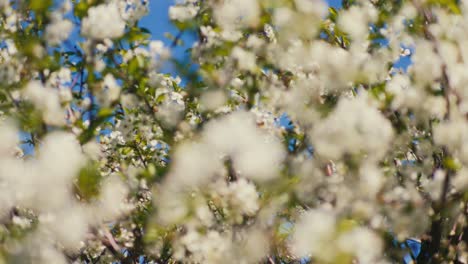 Nahaufnahme-Der-Blühenden-Blüte-Mit-Blauem-Himmel-Während-Des-Sonnigen-Frühlingstages-Fokus-Ziehen-Rack-Zu-Makro