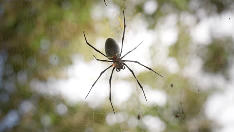 Giant-wood-spider-sits-patiently-on-web-in-forest-waiting-for-prey,-upwards-view