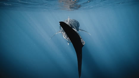 Rear-view-of-whale-shark-tail-fin-backlit-and-then-illuminated-by-sparkling-shimmering-sunlight