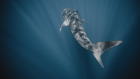 Full-body-high-angle-view-of-light-rays-shimmering-on-whale-shark-in-slow-motion