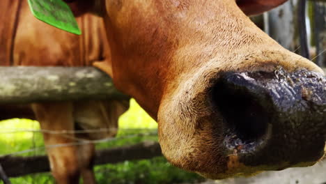 A-close-up-of-a-brown-cow-with-an-ear-tag,-showcasing-the-detailed-features-of-its-face