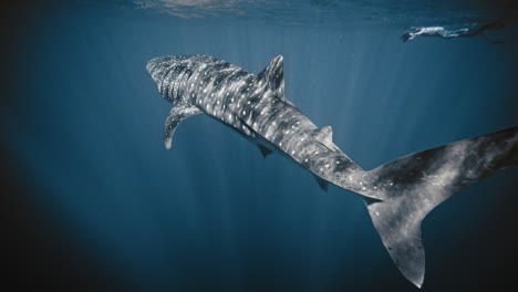 Pan-across-to-whale-shark-swimming-with-light-beams-dancing-shining-across-skin