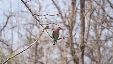 Indian-roller-or-Coracias-benghalensis-perching-on-a-tree-branch-in-madhya-pradesh-in-India