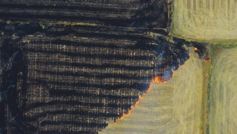 Aerial-drone-shot-of-Stubble-burning-of-left-overs-from-wheat-field-harvest-causing-smog-and-heavy-air-pollution-in-north-india