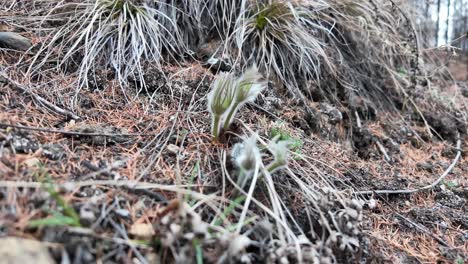 The-first-purple-snowdrops-that-have-not-yet-bloomed-in-Yakutia