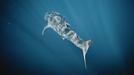 Wunderschöne-Gesprenkelte-Haut-Eines-Walhais,-Der-Unter-Wasser-Zwischen-Lichtstrahlen-Schwimmt