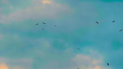 Silhouetted-Eagles-Hovering-Against-Blue-Sky-During-Sunset