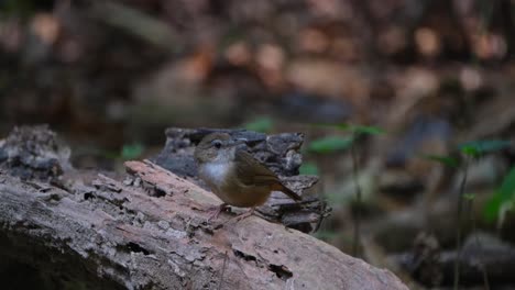 Looking-to-the-right-then-towards-the-left-while-perched-on-a-log,-Abbott's-Babbler-Malacocincla-abbotti