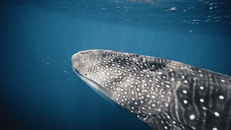 Closeup-of-light-sparkling-and-shining-across-body-of-whale-shark-mouth-in-slow-motion