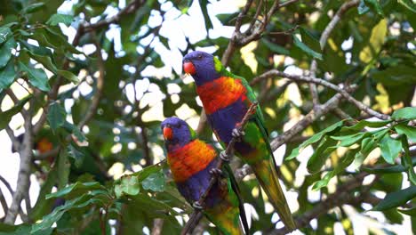 Two-lovebirds-rainbow-lorikeets,-trichoglossus-moluccanus-perched-side-by-side-on-tree-branch,-preening-and-grooming-each-others'-feathers,-close-up-shot