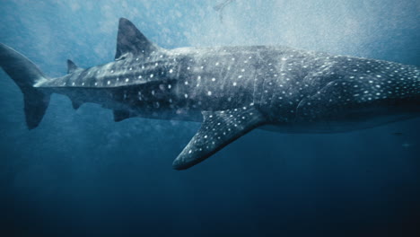 Fascinantes-Partículas-De-Burbujas-De-Aire-Flotan-En-El-Agua-Mientras-Nada-El-Tiburón-Ballena