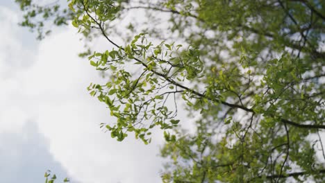 Niedrige-Winkelansicht-Von-Grünen-Baumblättern,-Die-Sanft-Im-Wind-Flattern,-Mit-Strahlendem-Himmel