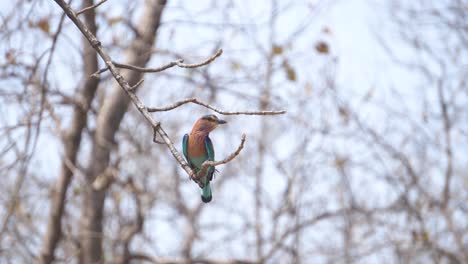 Indian-roller-or-Coracias-benghalensis-perching-on-a-tree-branch-in-madhya-pradesh-in-India