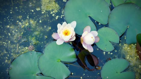 Timelapse-closing-of-water-lilies-in-the-morning-in-a-natural-pond,-pink-and-white-water-lily